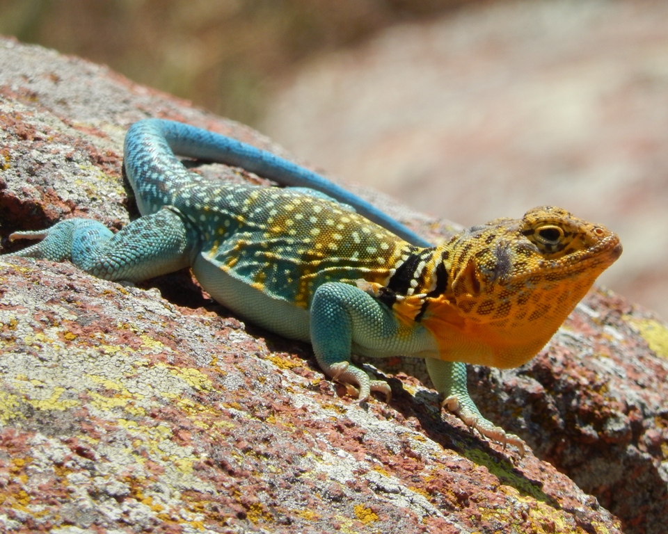 Common Collared Lizard