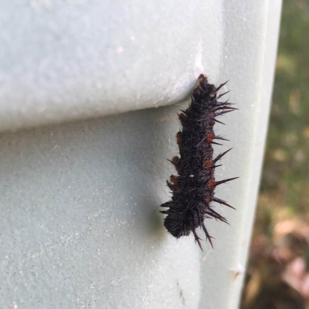 Mourning Cloak