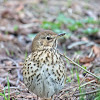 Song Thrush