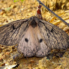 Eudyaria zeta