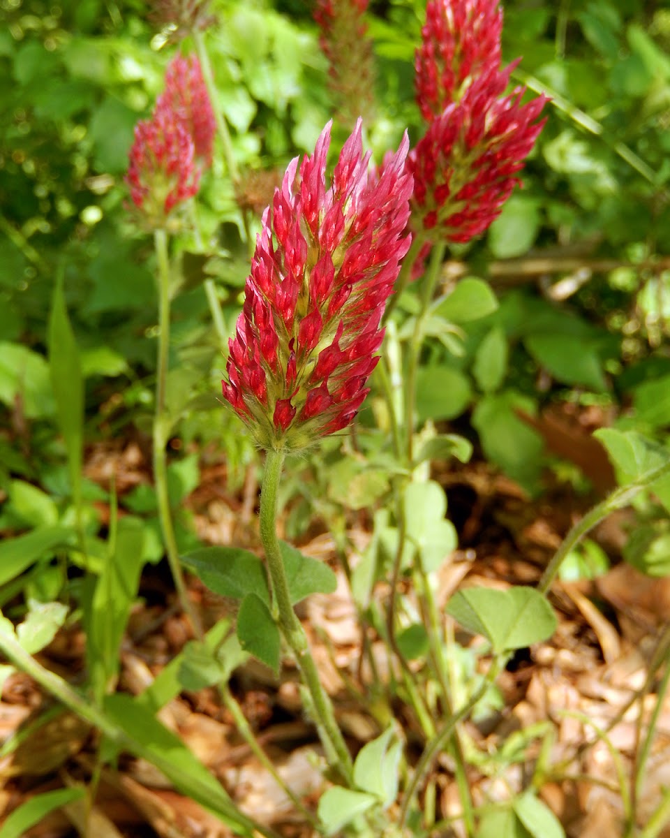 Crimson Clover