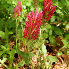 Crimson Clover