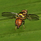 Philippine Fruit Fly