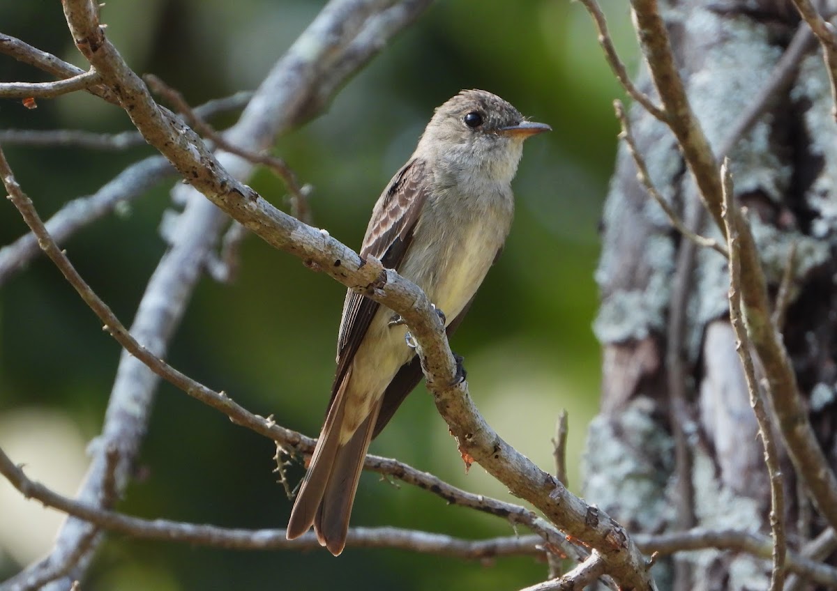 Eastern wood pewee