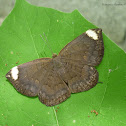 White-Spotted Emesis