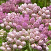 Salt-marsh Fleabane