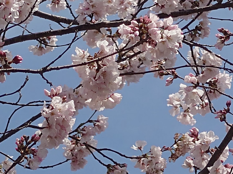 シルビアの花粉症には辛い季節・桜満開・桃とコラボ・２８年目に突入・備忘録投稿に関するカスタム事例の投稿画像2枚目