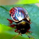 Russet Alder Leaf Beetle