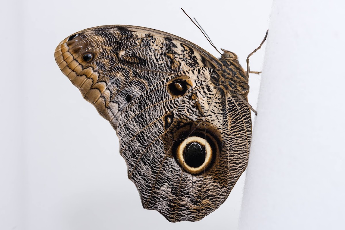 borboleta coruja