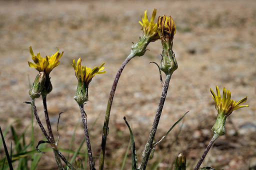 Scorzonera humilis