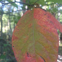 European Beech