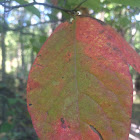 European Beech