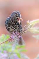 Sturnus vulgaris by Wim Moons -   ( sturnus vulgaris, spreeuw, bird, common starling, wildlife )