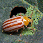 Caustic Leaf Beetle