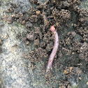 Earth worm