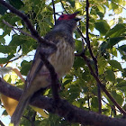 Australasian Fig Bird (male juvenile)