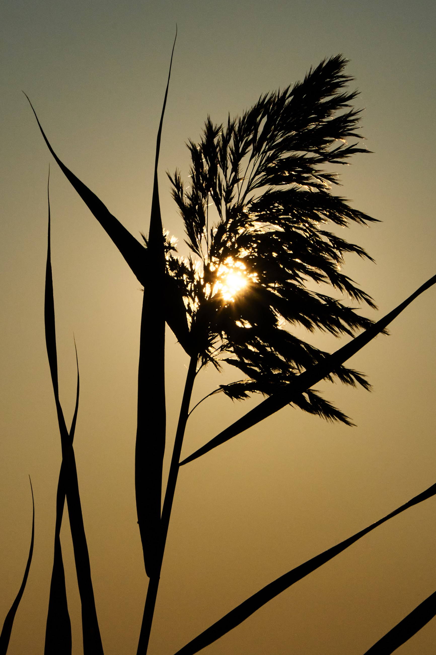 Canne al tramonto di tatiana morello