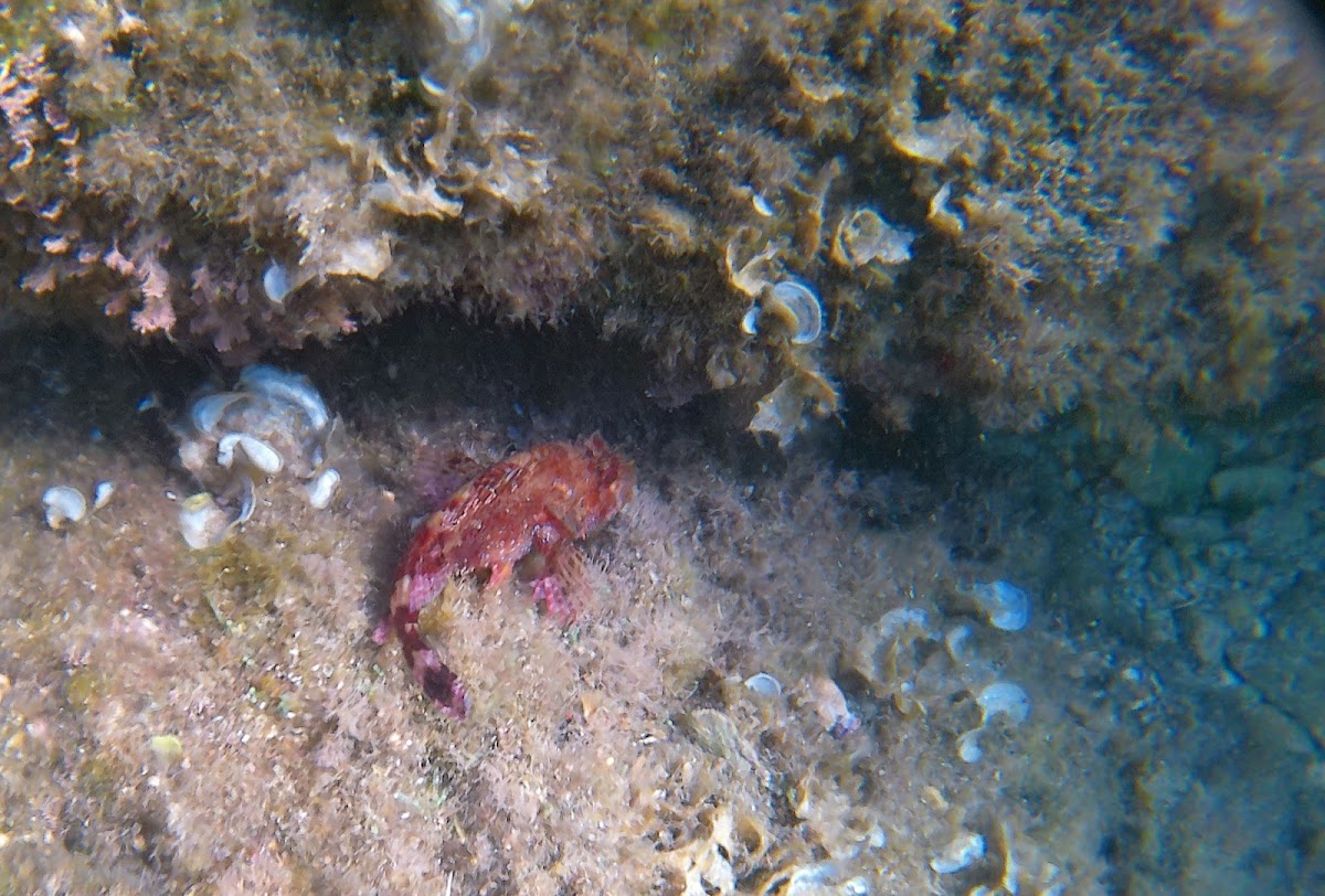 Madeira Rockfish