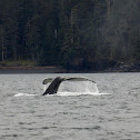 Humpback Whale