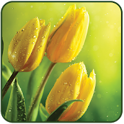 Tulips Live Wallpaper  Icon