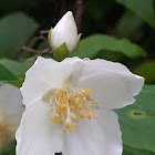 Mock orange