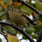 Ruby-crowned Kinglet