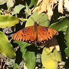 Gulf fritillary