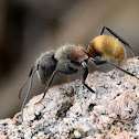 Ant