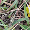 Chalky Percher Skimmer Female