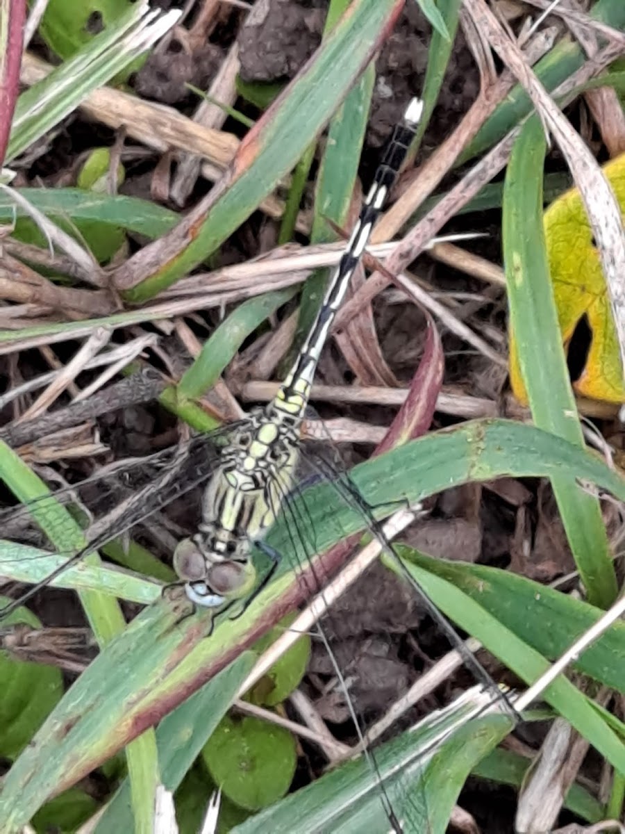 Chalky Percher Skimmer Female