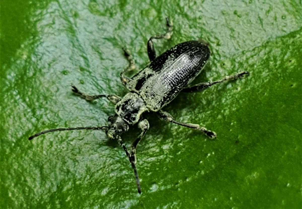 Aquatic Leaf Beetle