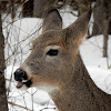 White-tailed Deer