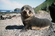 Seal pup. File photo