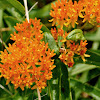 Butterfly Milkweed