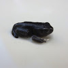 Common toad (babies)