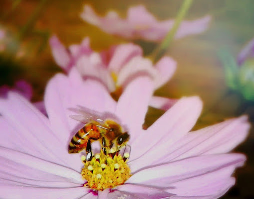 Missione Impollinazione di martapdn