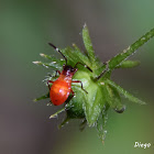 Dysdercus albofasciatus