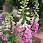 Common Foxglove