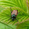 Garden Chafer