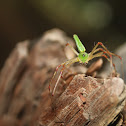 Lynx Spider