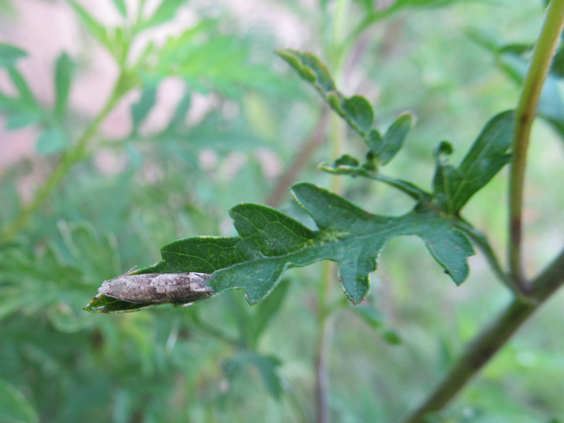 Ragweed Borer