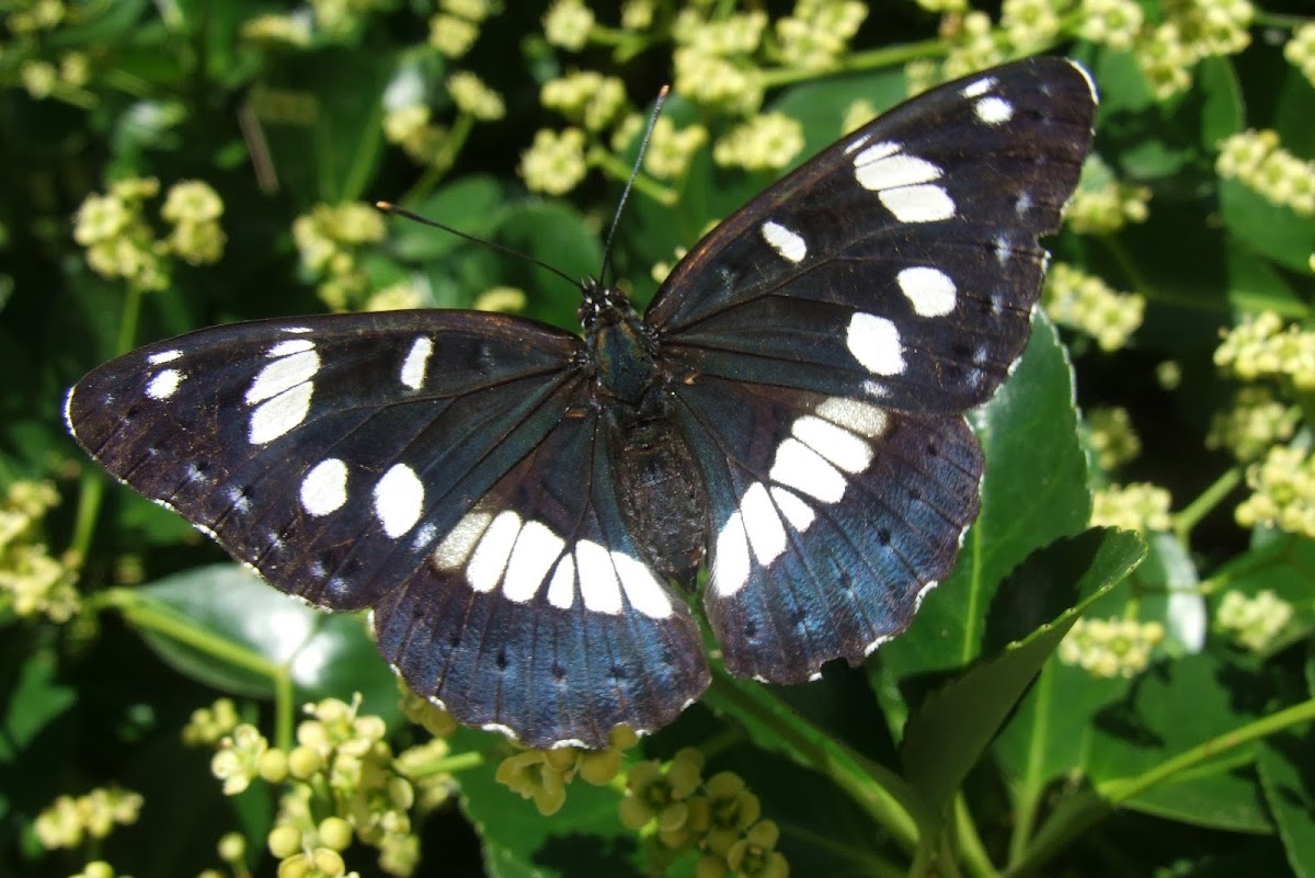 Southern White Admiral