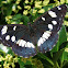 Southern White Admiral