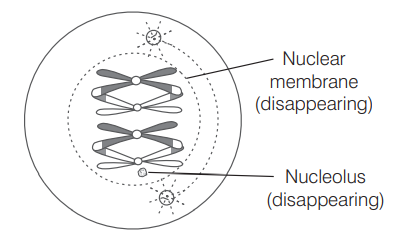 Meiosis II