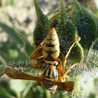 Paper Wasp