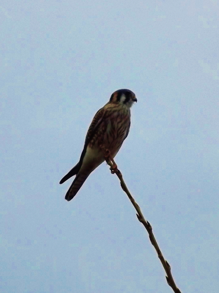 American Kestrel