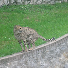 leopard