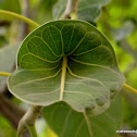 Krishna Fig, Krishna's butter cup, माखन कटोरी Makhan Katori, कृष्ण बढ़ Krishna badh