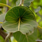 Krishna Fig, Krishna's butter cup, माखन कटोरी Makhan Katori, कृष्ण बढ़ Krishna badh