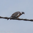 Woodpigeon; Paloma Torcaz